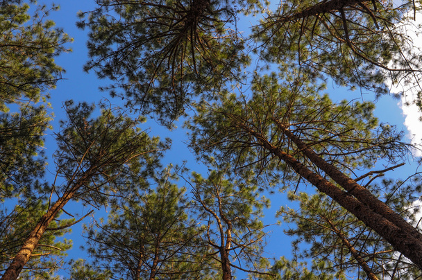 Pinus on Blue Sky - Photo, Image