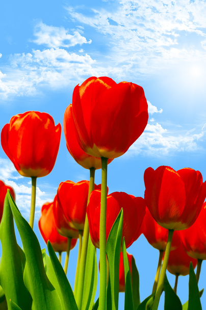 Fresh red tulips in bloom and bright spring sky. - Photo, Image
