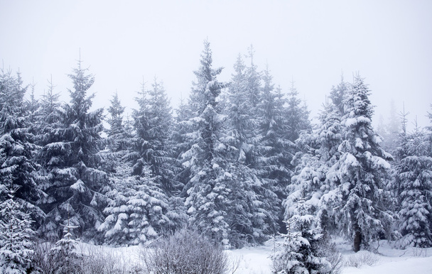 Christmas background with snowy fir trees - Fotó, kép