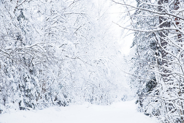 Russian winter forest road in snow - Φωτογραφία, εικόνα