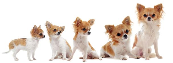růst Chihuahua - Fotografie, Obrázek