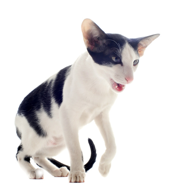 オリエンタル猫の鳴き声 - 写真・画像