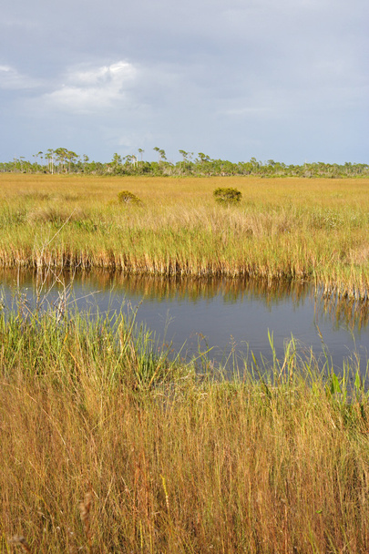 Everglades cênicos Paisagem
 - Foto, Imagem