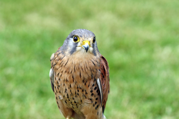 Stunning bird of prey - Photo, Image