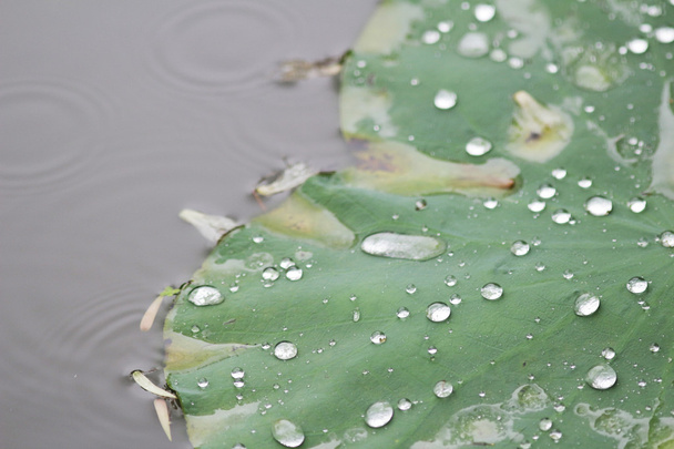 water dot at Lotus leave - Photo, Image