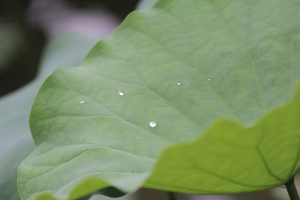 water dot at Lotus leave - Photo, Image
