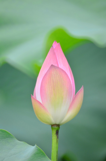  Lotusblüte mit Blatt im Sommer - Foto, Bild