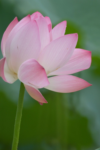  bloom lotus with leaf in summer - Photo, Image