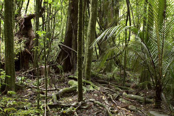 tropische jungle bos - Foto, afbeelding