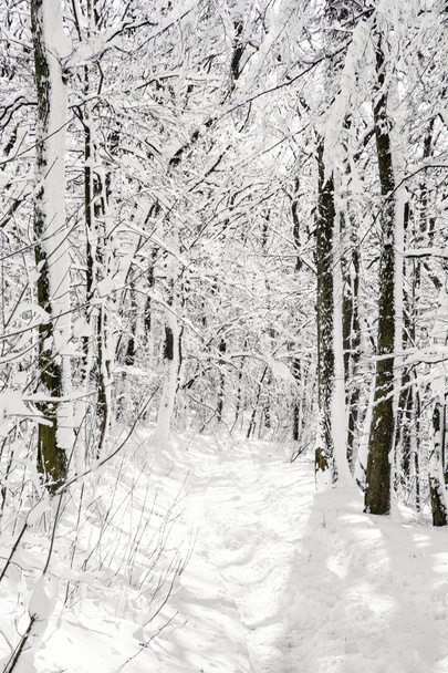 Bosque nevado, paisaje blanco natural estacional
 - Foto, Imagen
