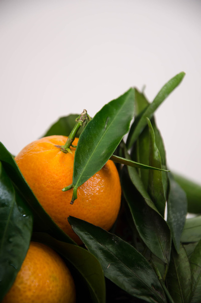 mandarine orange
 - Photo, image