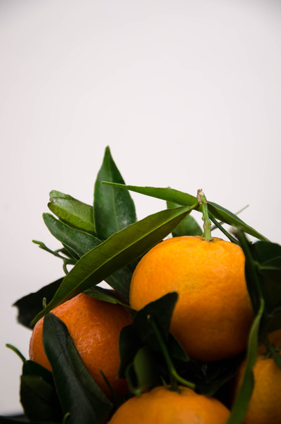 Mandarine Frucht Orange - Foto, Bild