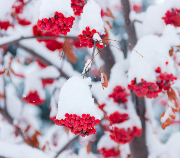 Manojos de vagabundos bajo la nieve
 - Foto, Imagen