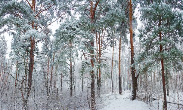 Kar yağışı sırasında kış ormanı - Fotoğraf, Görsel