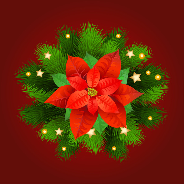 Christmas Star-poinsettia with fir branches. - Vector, Image