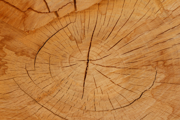 Estructura del tronco del árbol
  - Foto, imagen