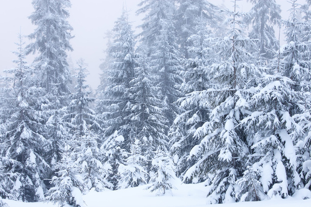Winter fir trees - 写真・画像