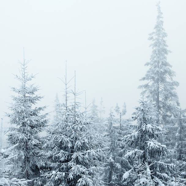 Winter forest - Fotó, kép