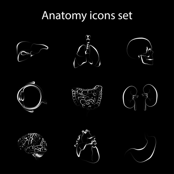 Anatomie Icons Set - Vector, afbeelding