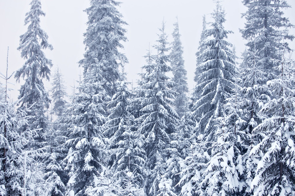 Winter forest - Foto, Bild