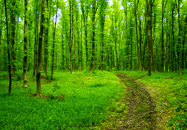 Зелений фон лісу в сонячний день
 - Фото, зображення