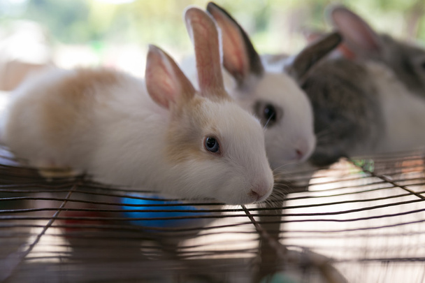 Rabbit in wildlife markets of Laos. - Photo, Image