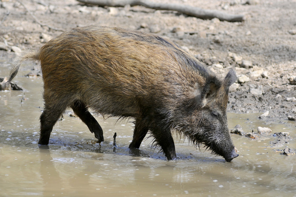 Wild boar in water - Photo, Image