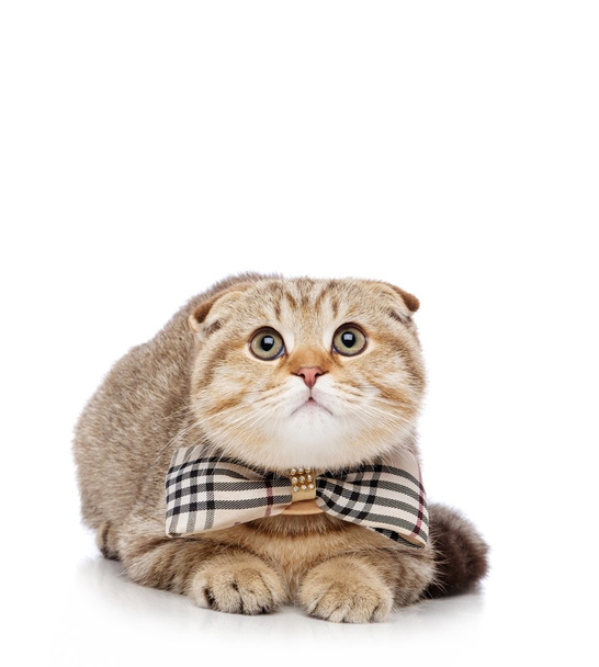 Шотландська висловуха кішка з bowtie - Фото, зображення
