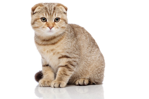 Scottish fold cat - Foto, imagen