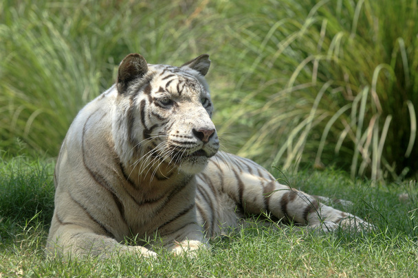 White Tiger - Foto, Imagen