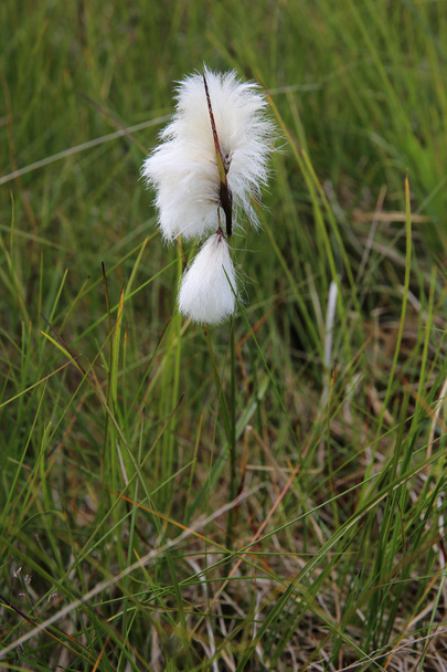 Cotton Gras close-up
 - Foto, Imagem