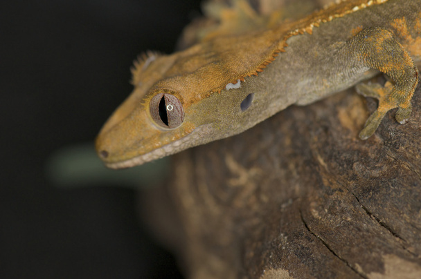 Crested Gecko - Rhacodactylus ciliatus - Photo, Image