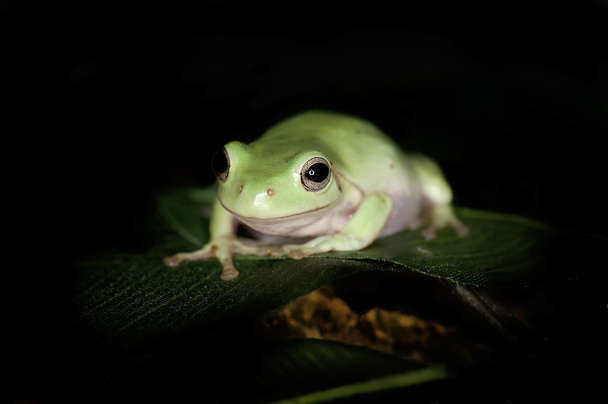 White Tree Frog - Photo, Image