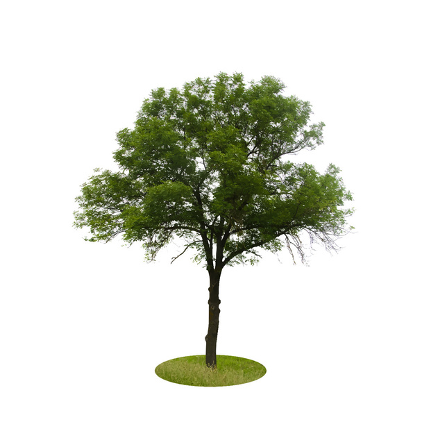 Colored tree icon - Vector, Image