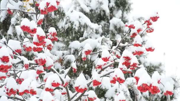 Nieva sobre fondo blanco y verde con bayas rojas
 - Imágenes, Vídeo