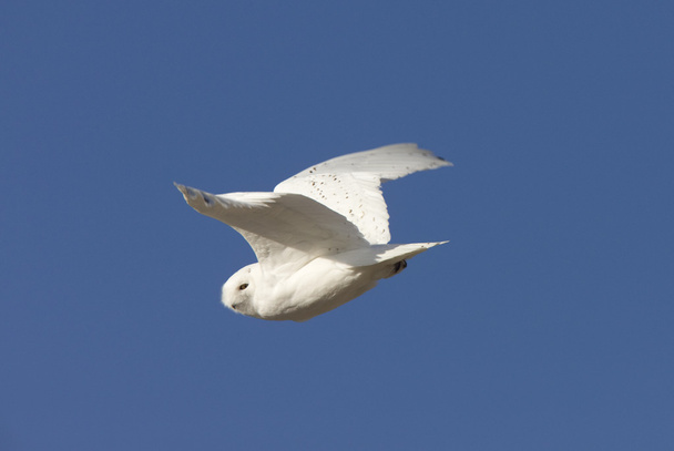 Снежная сова в полёте
 - Фото, изображение