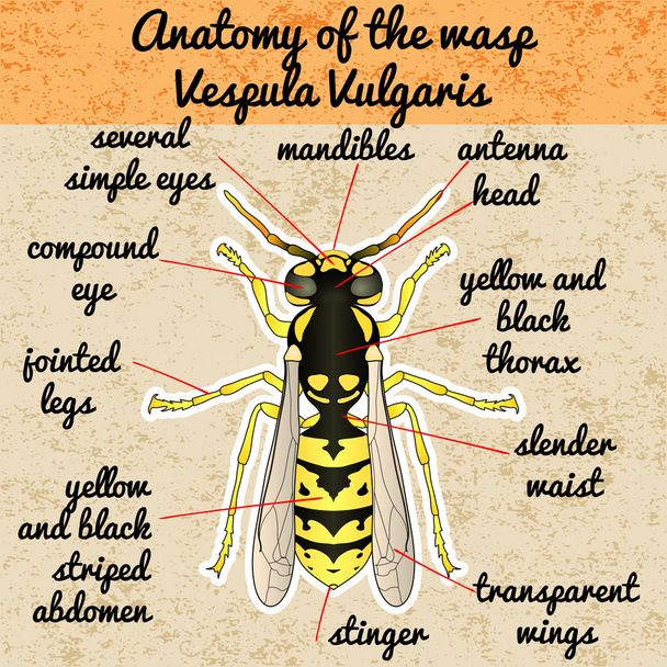 Böcek anatomisi. Wasp. Vespula Vulgaris. Wasp taslağını. Yaban arısı Tasarım boyama kitabı için. Wasp çizilmiş. Vektör - Vektör, Görsel