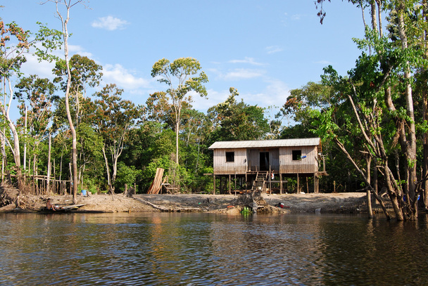 Τροπικό δάσος του Αμαζονίου: τοπίο κατά μήκος ακτή του ποταμού Αμαζονίου κοντά Manaus, Βραζιλία, Νότια Αμερική - Φωτογραφία, εικόνα