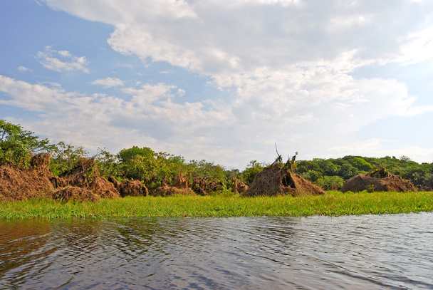 Forêt amazonienne : Paysage le long de la rive de l'Amazone près de Manaus, Brésil Amérique du Sud
 - Photo, image