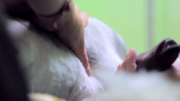 Groomer гоління сірий кіт - Кадри, відео