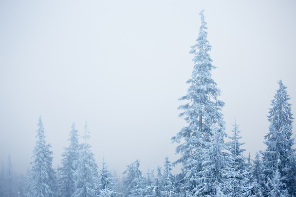Winter fir trees - Photo, Image