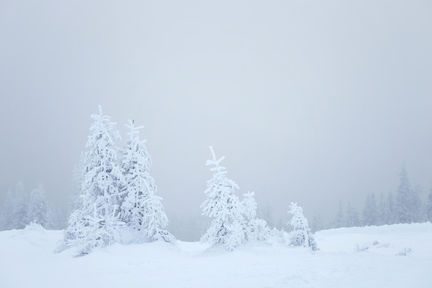 Winter fir trees - Foto, Bild