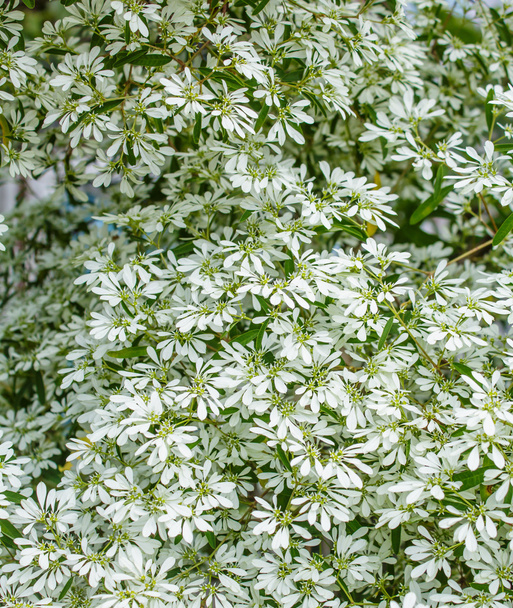 pascuita, lotsyd aus weißer Spitze euphorbia - Foto, Bild