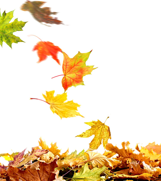 Golden autumn leaves - Foto, Bild