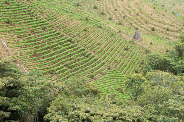 cultivos y paisajes de Κολομβία - Φωτογραφία, εικόνα
