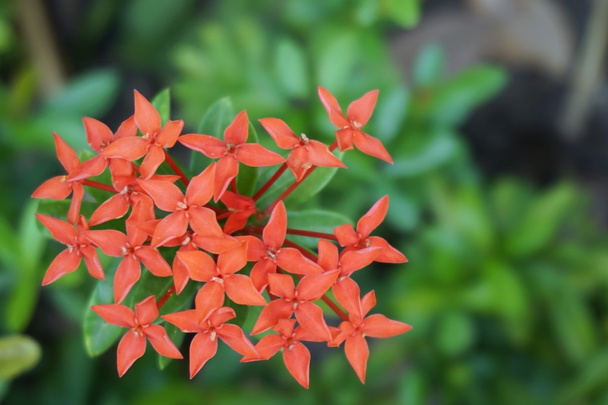 Ixora chinensis flor de la lámpara
 - Foto, imagen