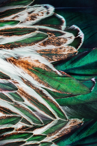 Яркая красочная группа перьев какой-то птицы
 - Фото, изображение