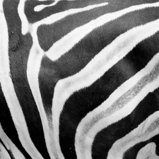 black and white Zebra skin in the zoo - Photo, Image