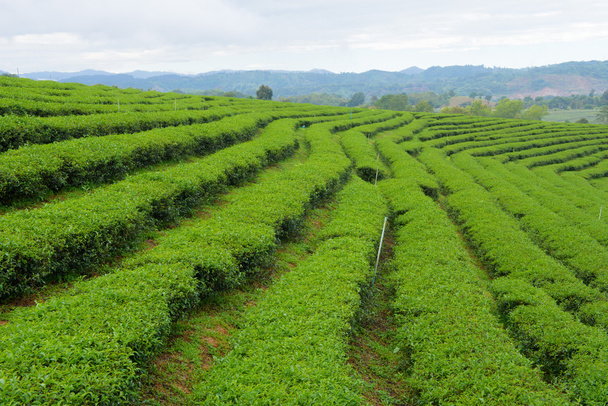 piantagioni di tè in Thailandia
 - Foto, immagini