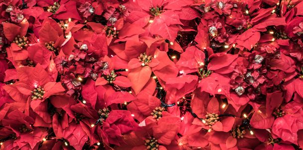Crown of Andes during Christmas - 写真・画像
